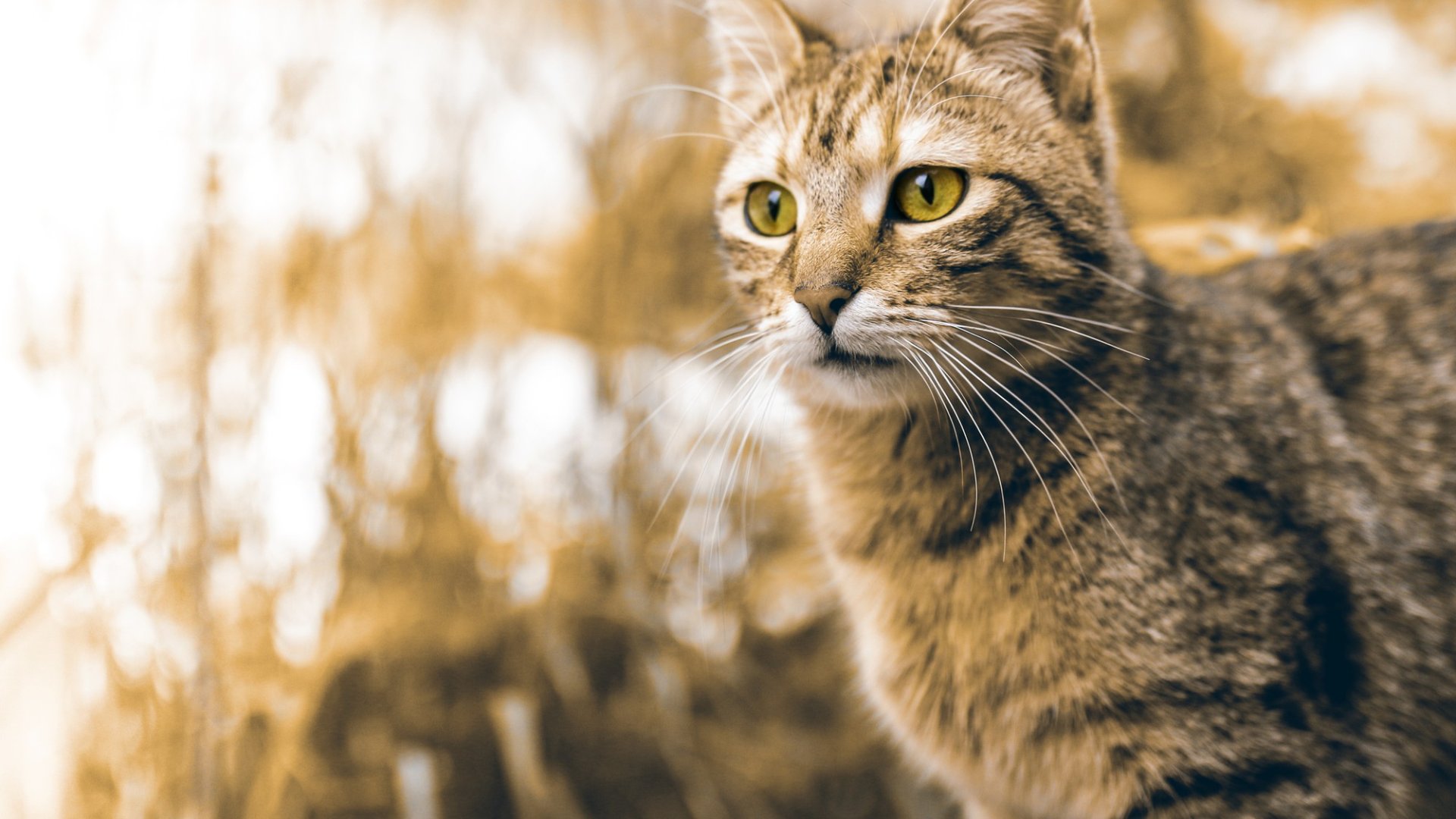 Online Pet Pharmacy In Defuniak Springs, FL Walton County