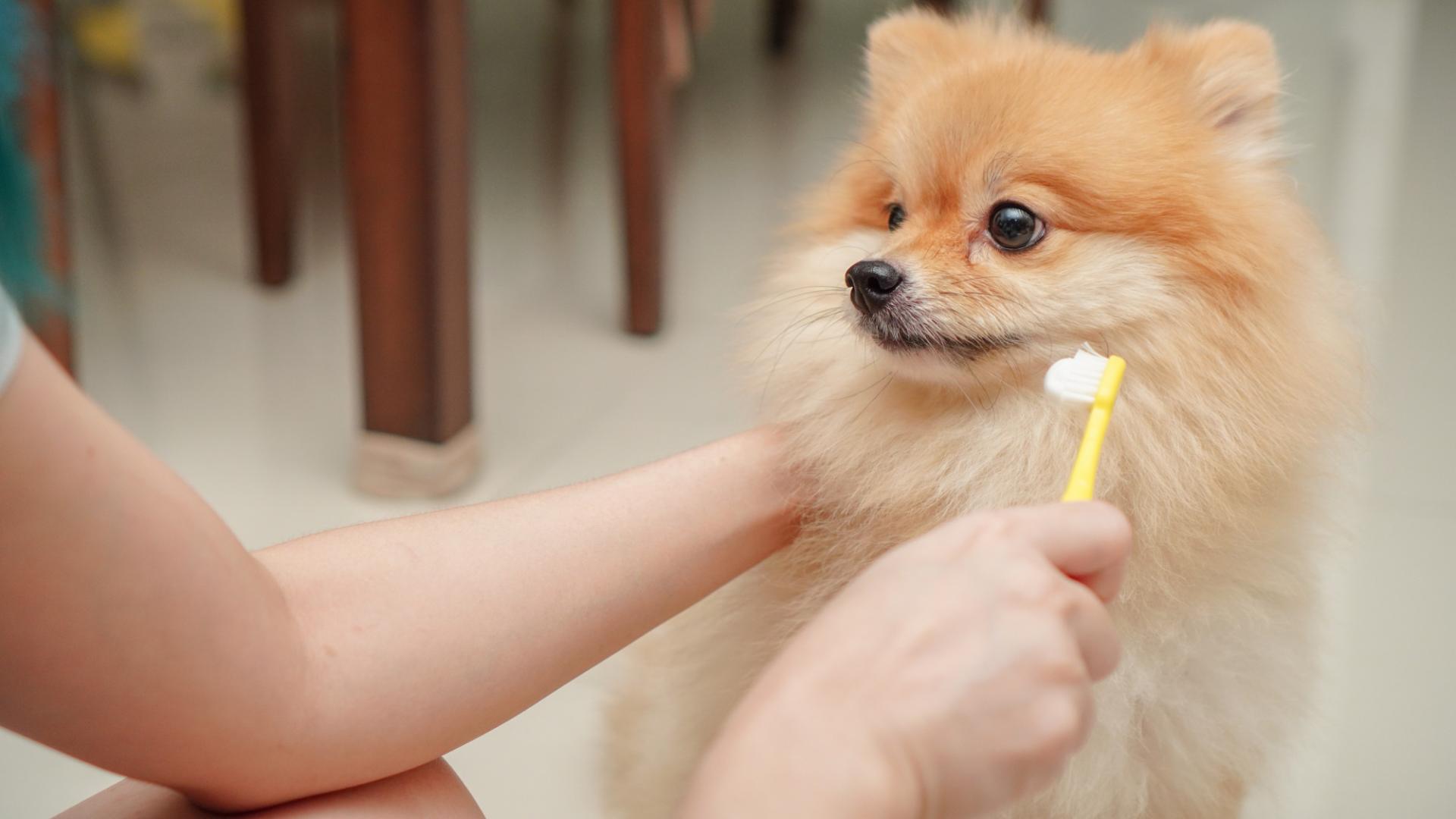 Pet dental cleaning in defuniak springs fl walton county