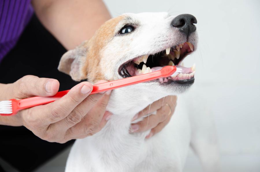 Pet Dental Disease